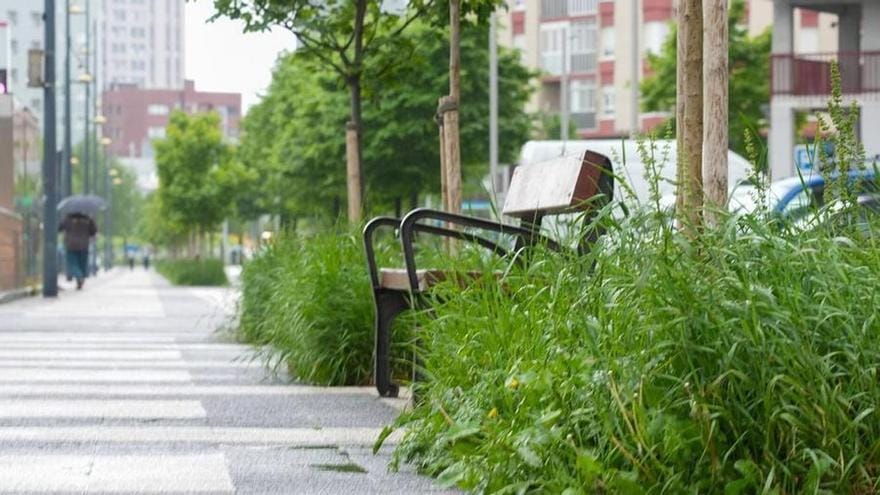 Concentración canina