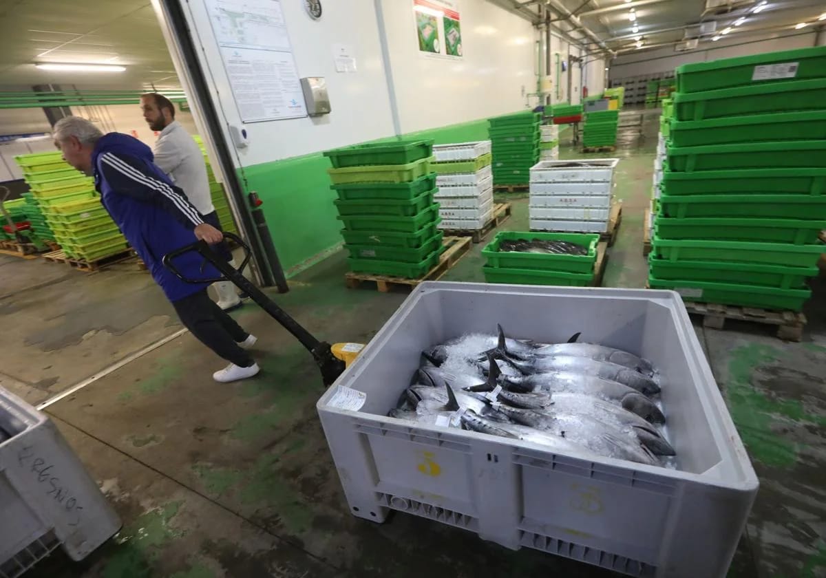 Subasta del primer bonito del norte