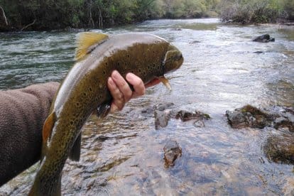Certamen Gastronómico de la Trucha
