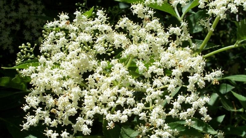 Recogida de hierbas de San Juan | Ruta Mágica