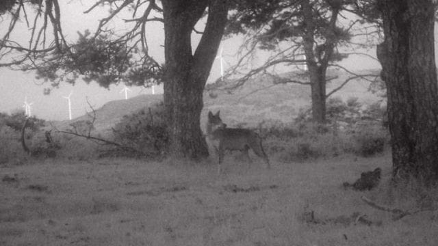 Proyección de 'Salvaxe, salvaxe'