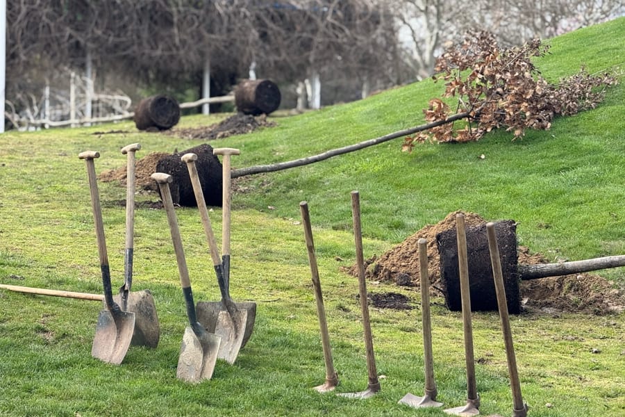 Plantación de especies aromáticas