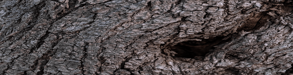 Presentación del libro La tristeza de los olivos