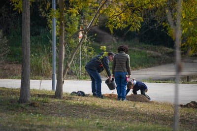 Día del árbol autóctono