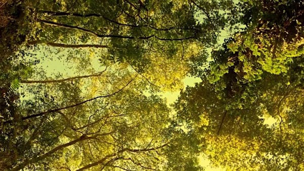 INAUGURACIÓN - Las estaciones de Vivaldi