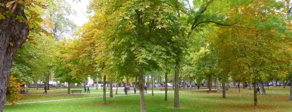 Tratamiento correcto del arbolado urbano: del por qué al cómo