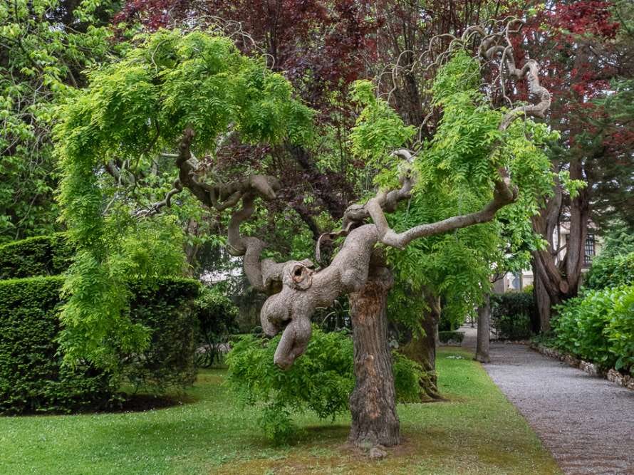 Árboles viejos, leyendas vivas