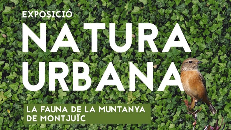 Aula de Natura urbana. La fauna de la muntanya de Montjuïc