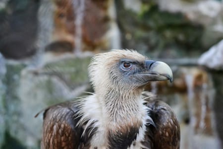 Recorrido naturalístico: Puroiaren haitzartea eta putrearen erresuma - Uraren Munduko Eguna