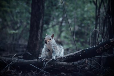 La mirilla de la fauna en Rubí