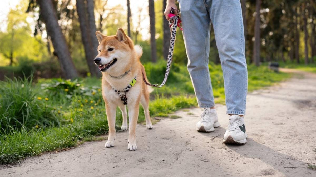 Campeonato Mundial de Perros de Utilidad y Rastro