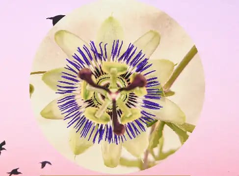 Conversaciones sobre el final de la vida