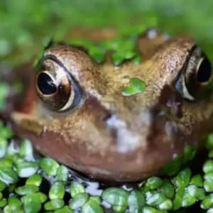 Recorrido naturalístico: Investigadores del humedal - Los anfibios de Salburua