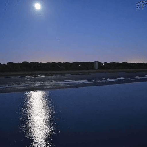 Ruta Nocturna Interpretada Pinar de la Algaida