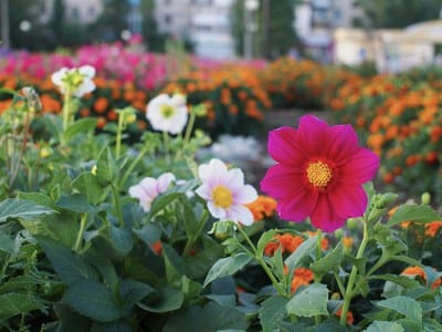 Plantamos Barrio