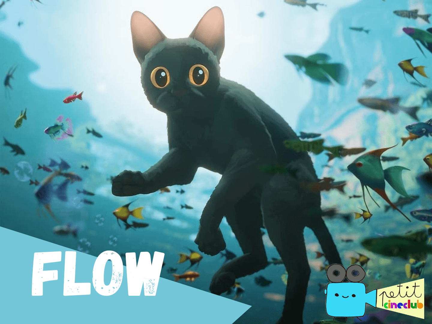 Petit Cineclub: Flow