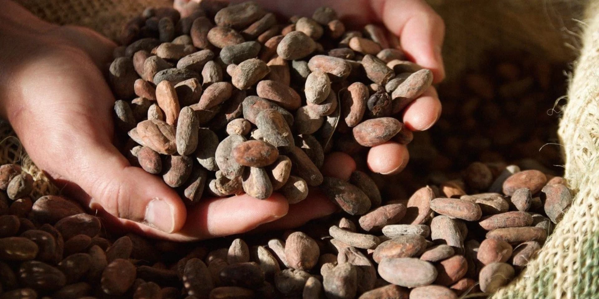 Cata de Chocolates Essenzo Cacao: del grano a la tableta