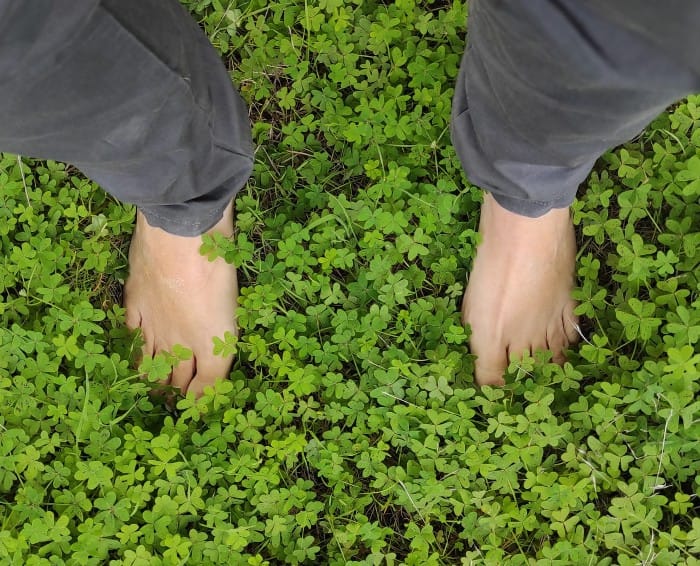 Baño Forestal - Shinrin yoku