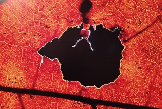 Exposición Comedy Wildlife