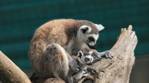 Proyección Os nosos ceos