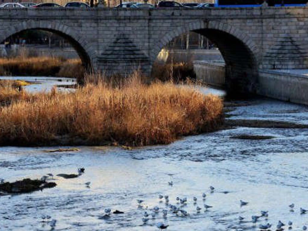 Itinerario ornitológico