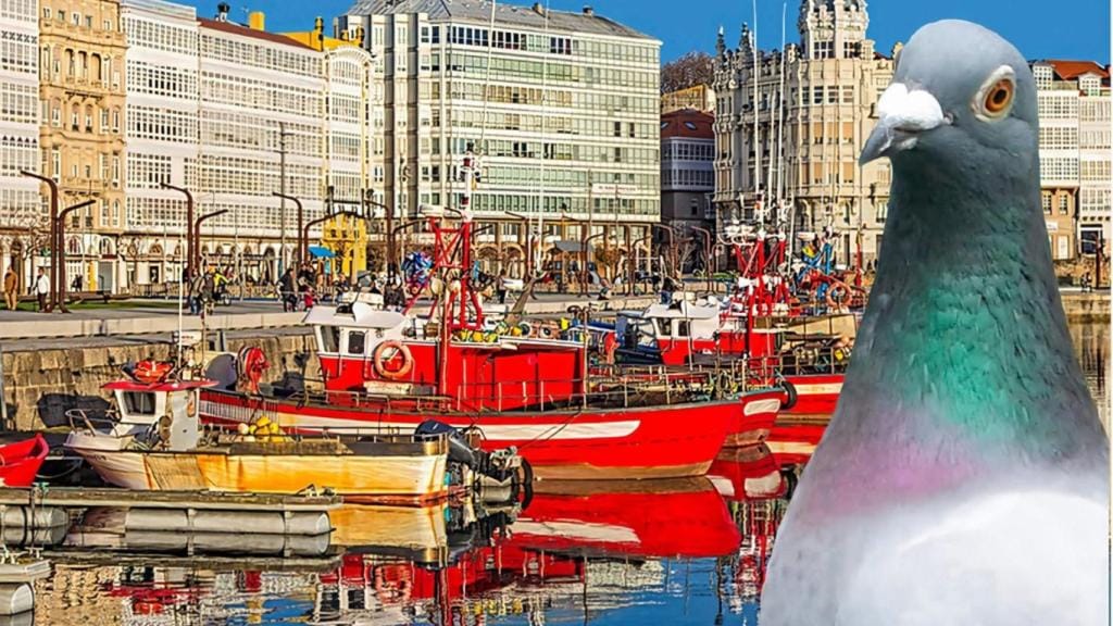 Exposición gallega de Paloma mensajera