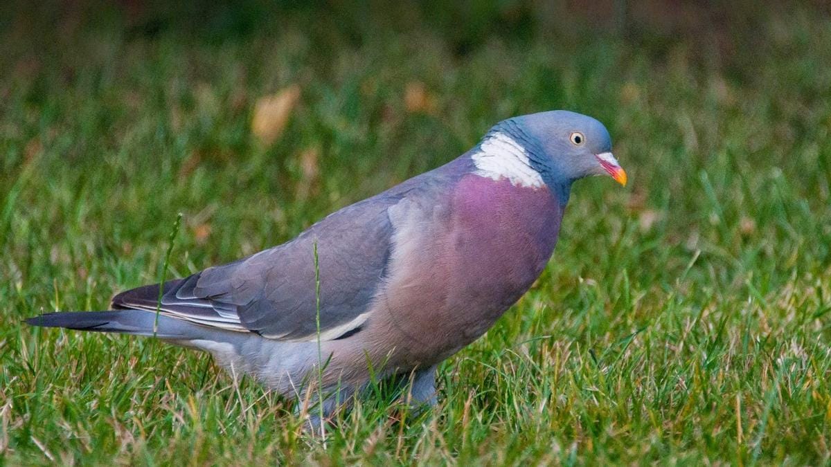 Taller gratuito Avistamiento de Aves en Familia
