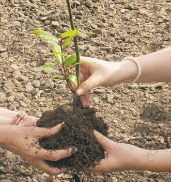 Celebra el Día Internacional de los Bosques plantando un árbol