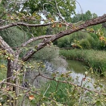 Itinerario Ornitológico Monte de El Pardo