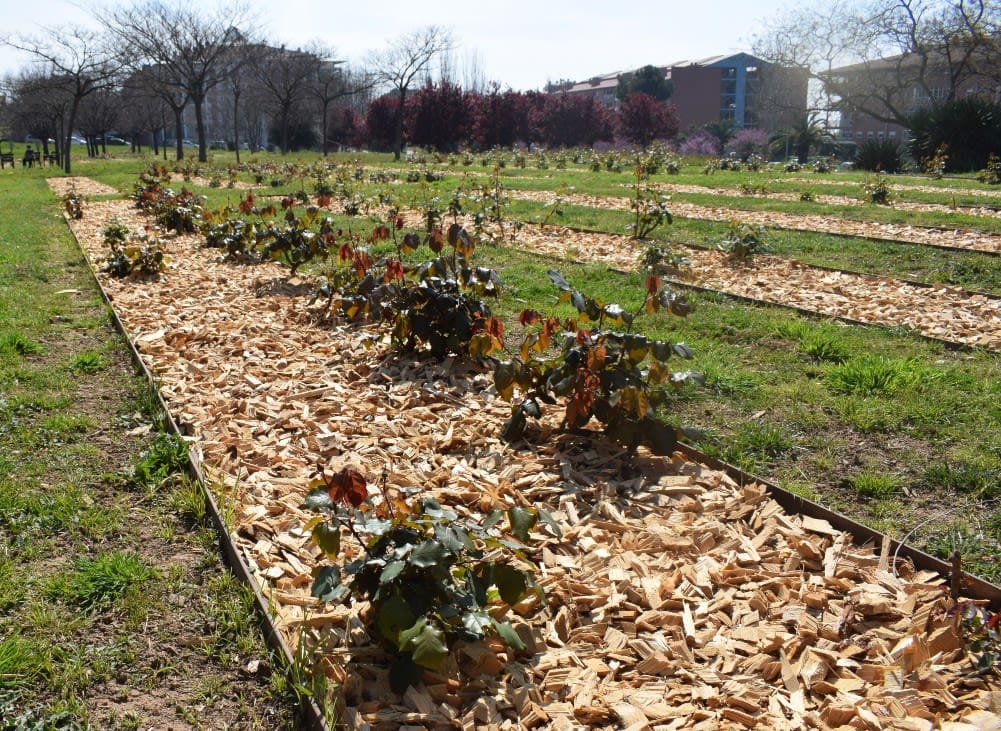 Concurso Internacional de Rosas Nuevas de Barcelona