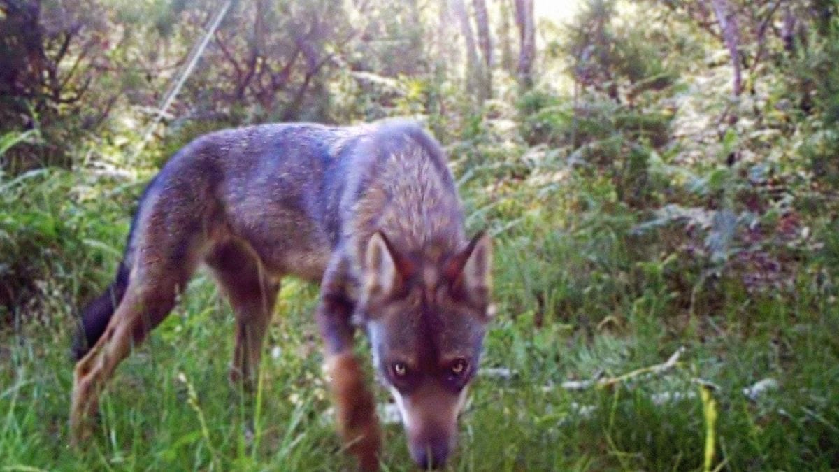 Proyección de la película 'Salvaje, salvaje'