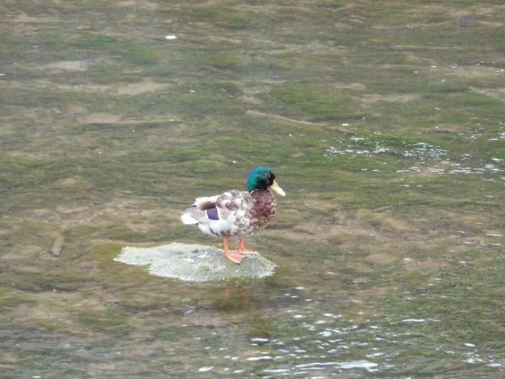 Biomaratón de identificación de biodiversidad