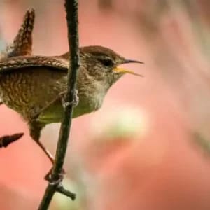 El concierto de los pájaros