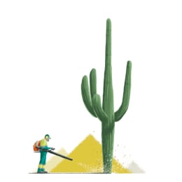 'Días de luces y cactus'