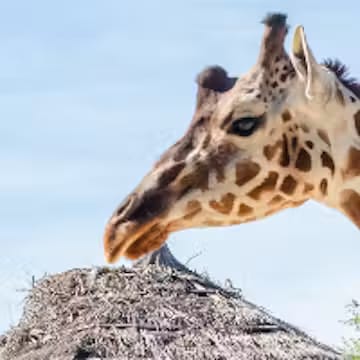 Zoo Aquarium de Madrid
