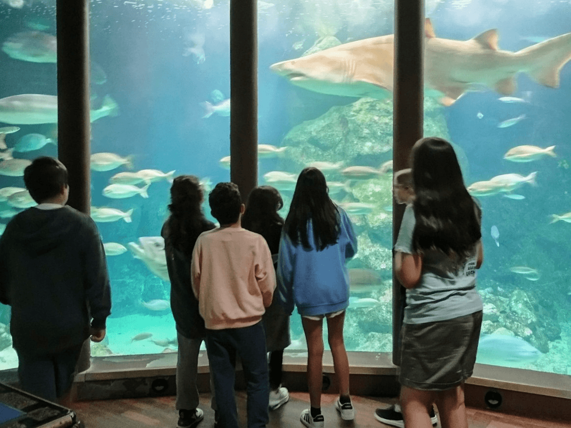 Durmindo con tiburóns