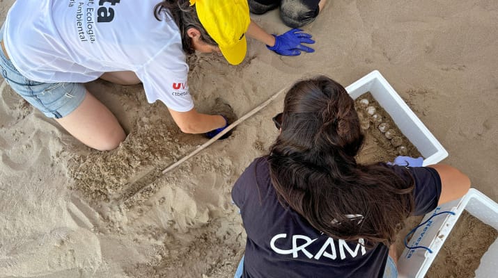 Jugateca a la platja: Hem trobat un niu de tortuga
