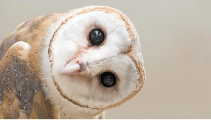 Taller ambiental: "Rapaces nocturnas ibéricas"