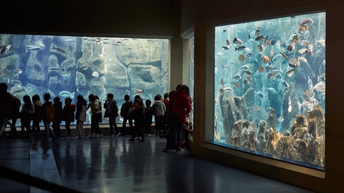 Programa educativo de los Museos Científicos Coruñeses