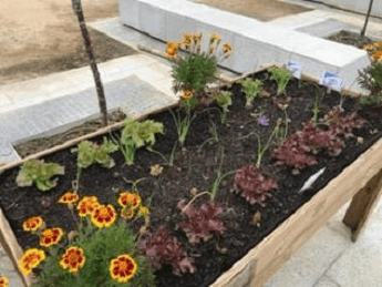 Taller de huerta ecológica