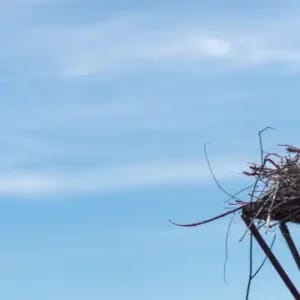 Recorrido naturalístico: Salburua y sus aves