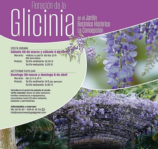 Especial Floración glicinia en La Concepción: Visita guiada diurna