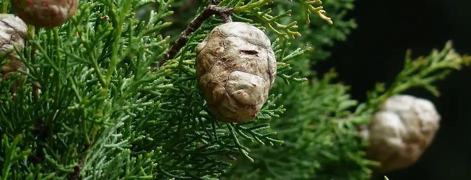 El ciprés, un árbol aromático