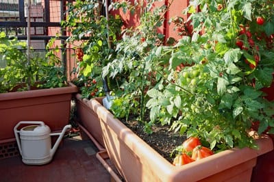 Técnicas y secretos para cultivar tu huerto urbano