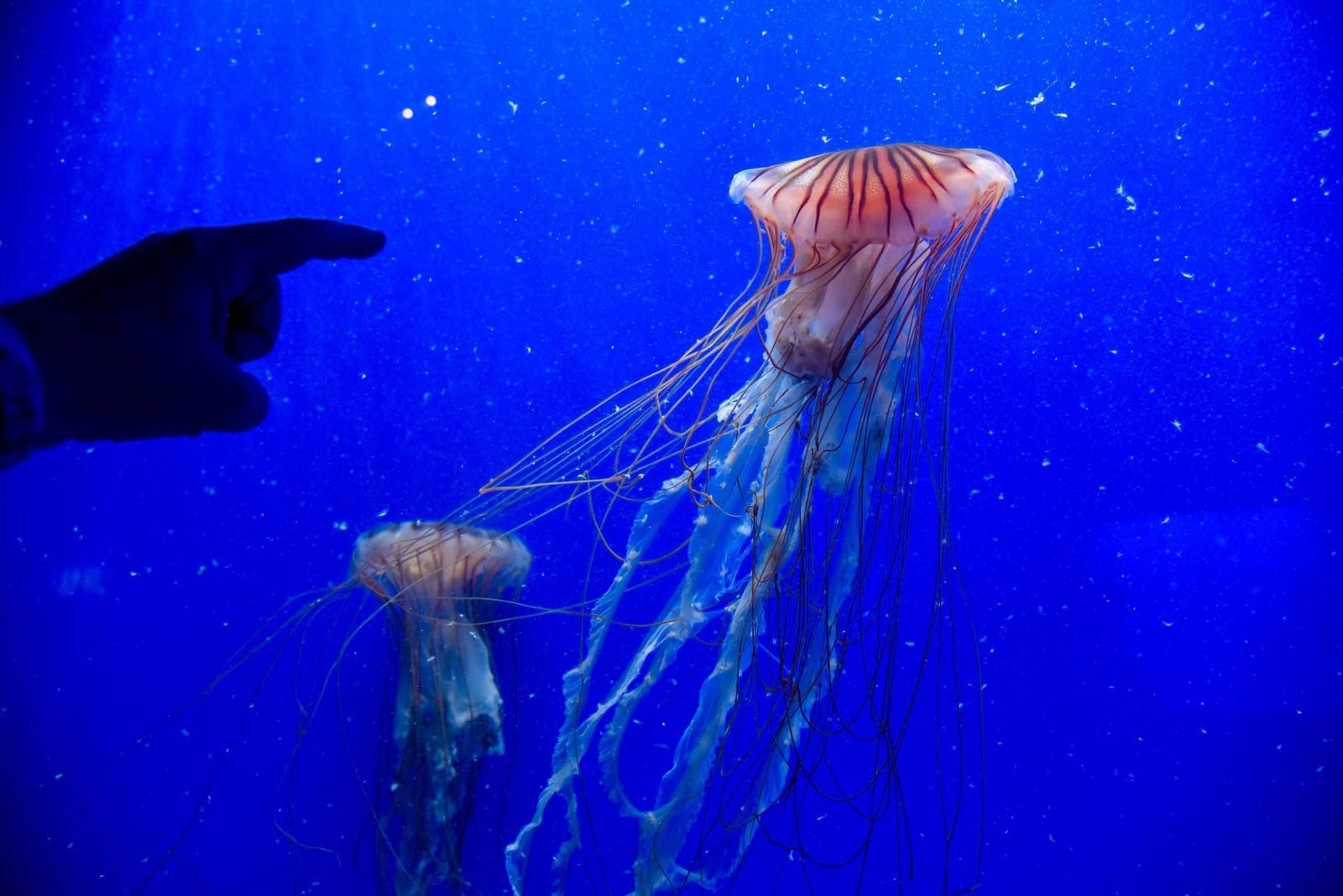 Aquí salvamos tortugas