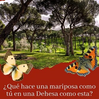 ¿Qué hace una mariposa como tú en una Dehesa como esta?
