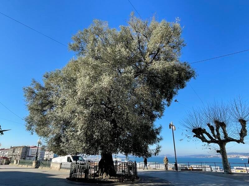 Concierto de The Lákazans