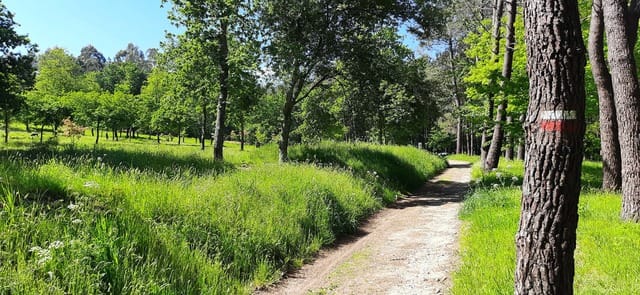 XVII Carreira de Carros de Bolas