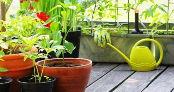 Gardening for the Exhausted - An Intro to Gardening Workshop