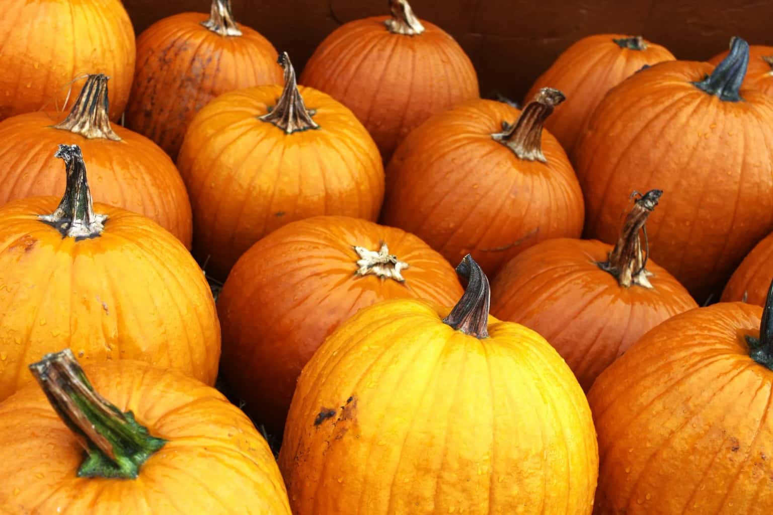 Autumn/Spooky Social